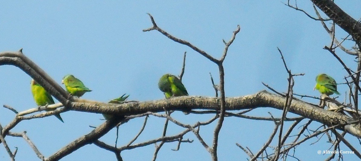 Orange-chinned Parakeet - Alfredo Correa
