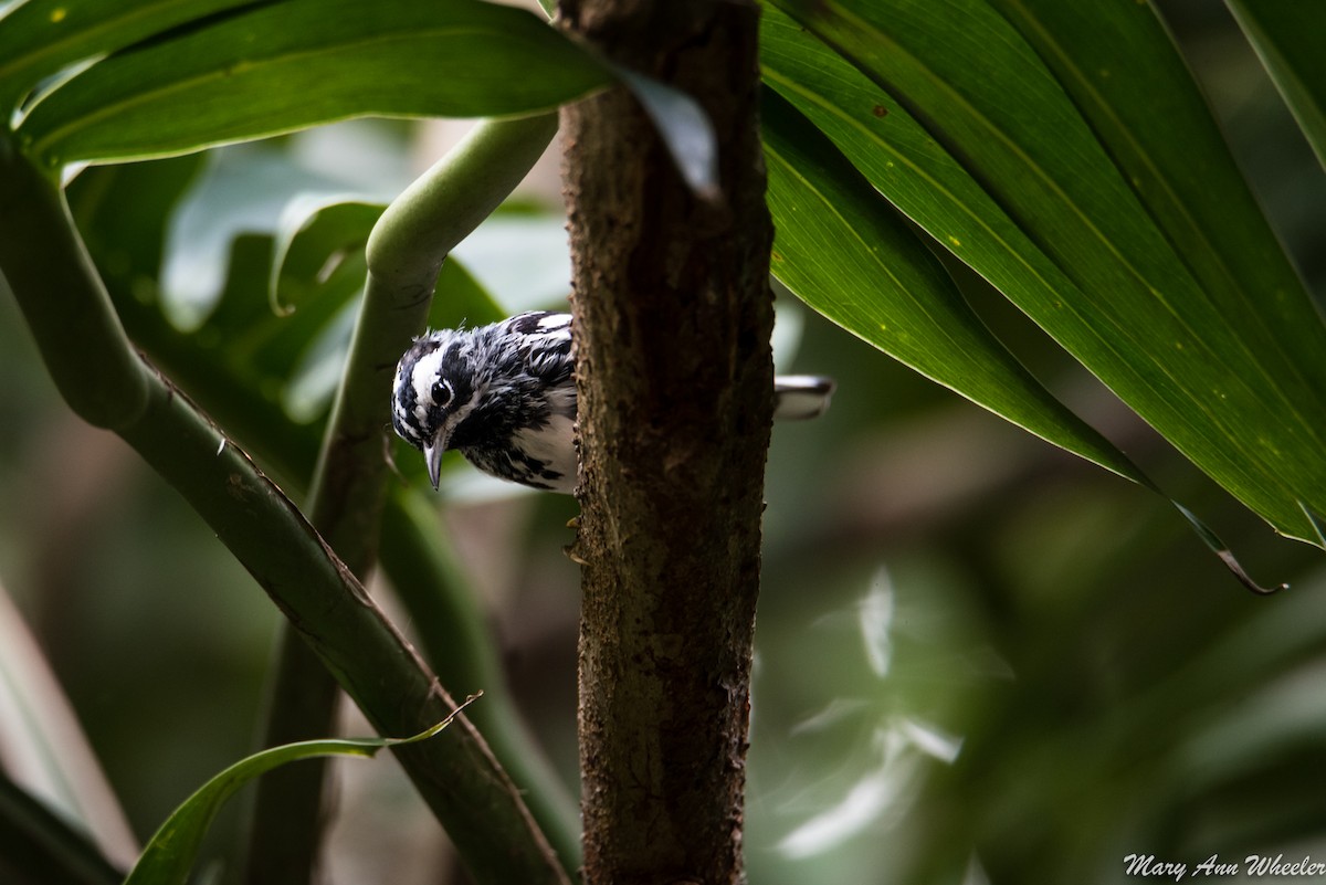 Black-and-white Warbler - ML151696931