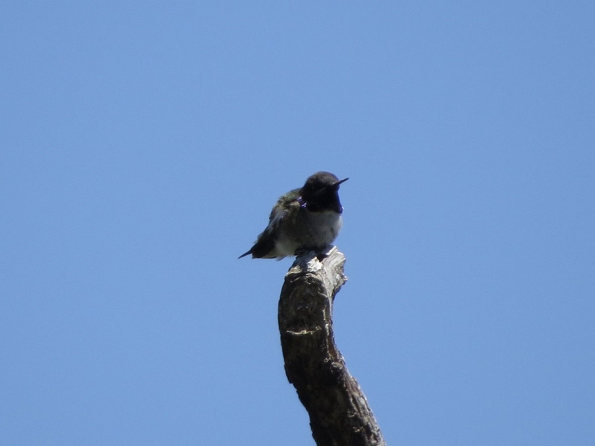Black-chinned Hummingbird - Billi Krochuk