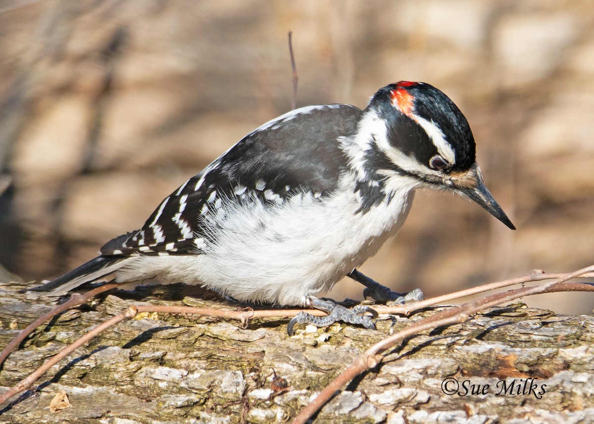 Hairy Woodpecker (Eastern) - Sue&Gary Milks