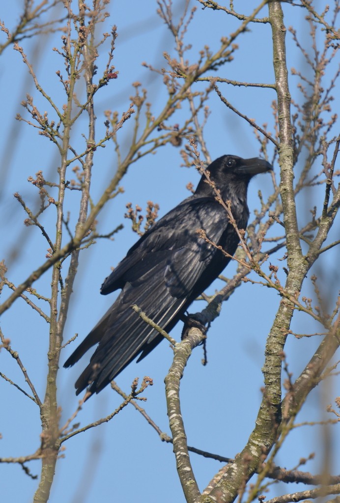 Common Raven - Simon Tonge
