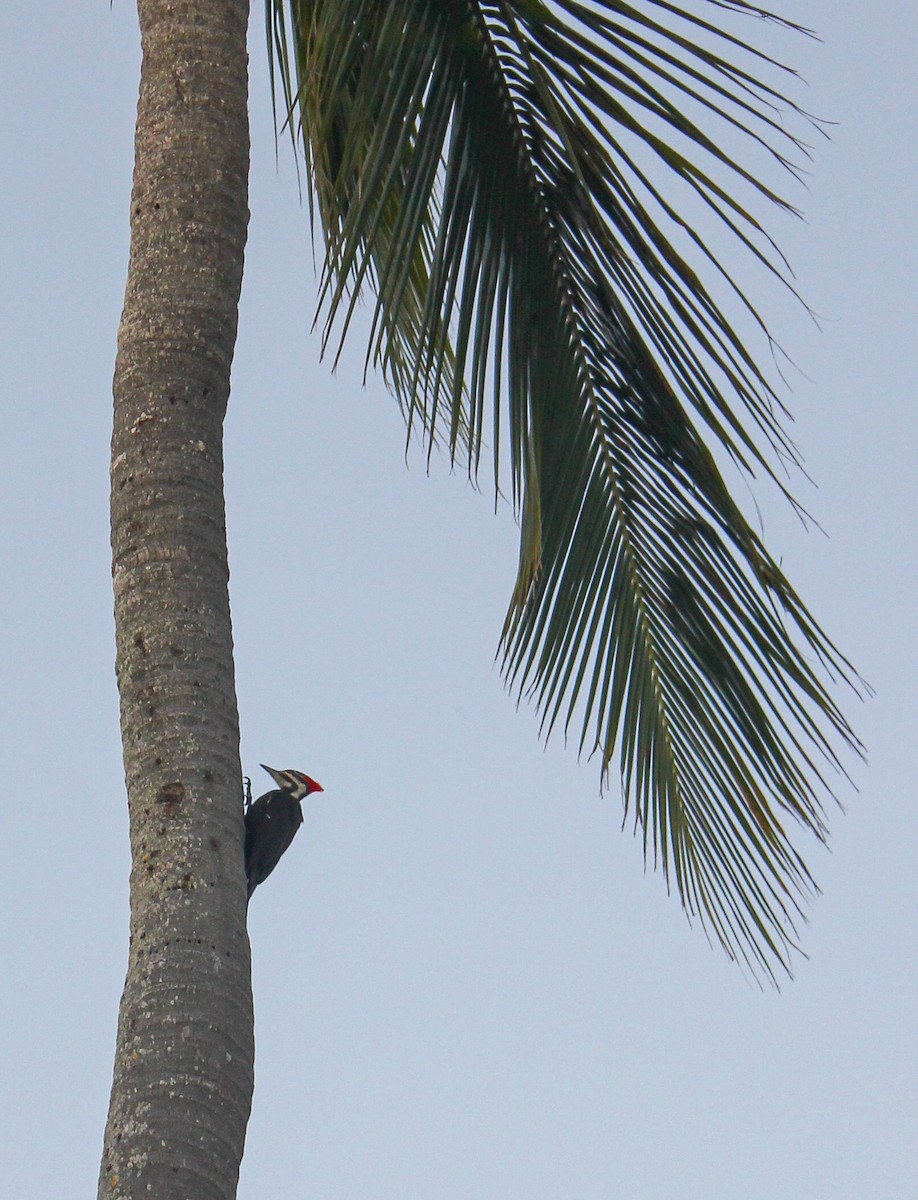 Pileated Woodpecker - Allison Bernett
