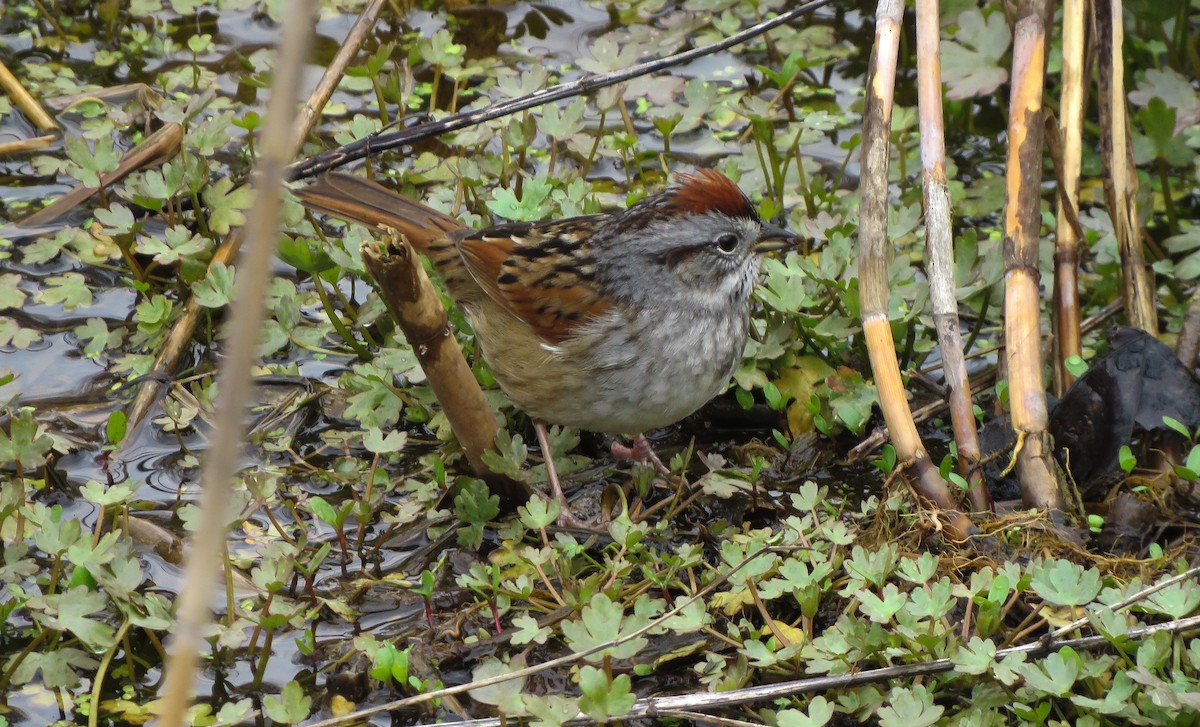 Swamp Sparrow - ML151700731