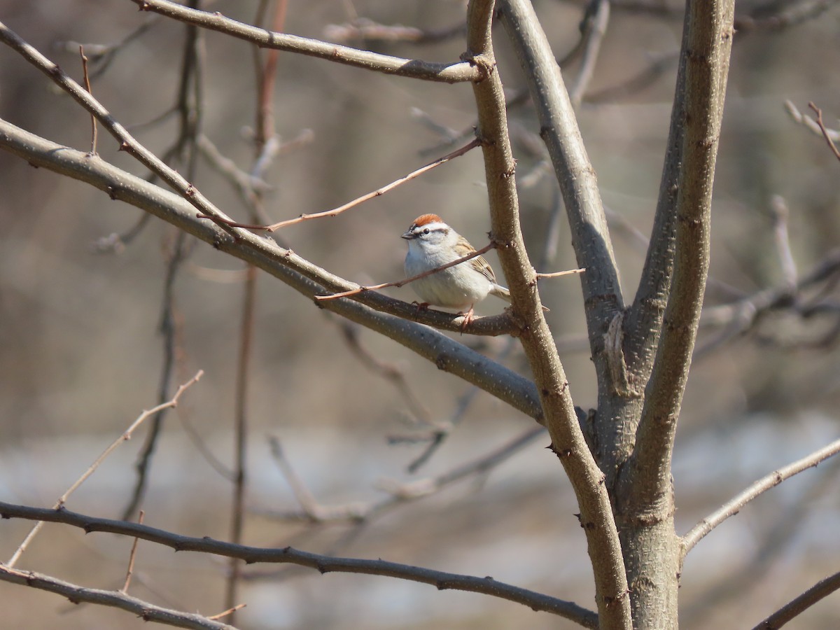 Chipping Sparrow - Thomas Riley