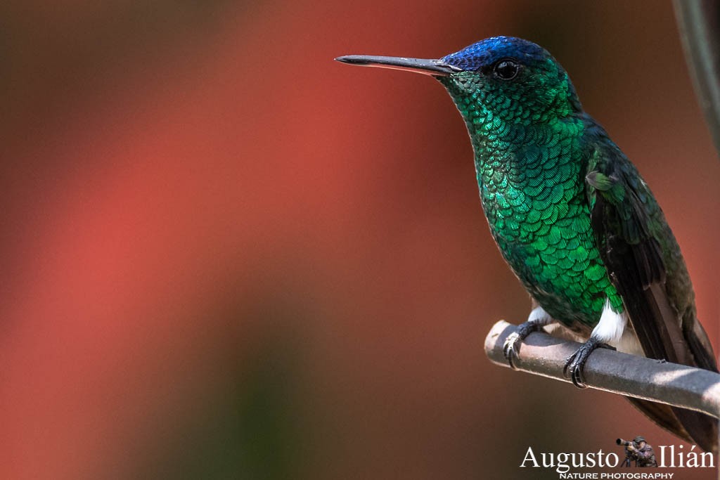 Indigo-capped Hummingbird - Augusto Ilian