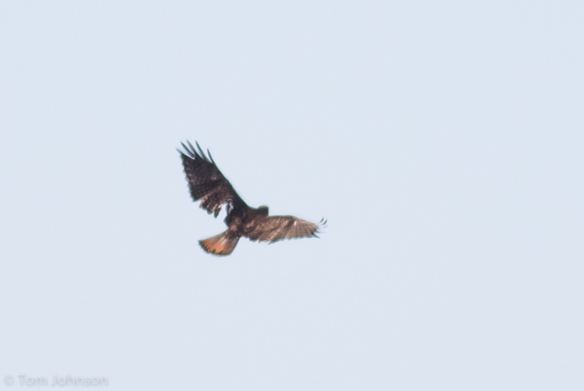 Red-tailed Hawk (Harlan's) - ML151704641