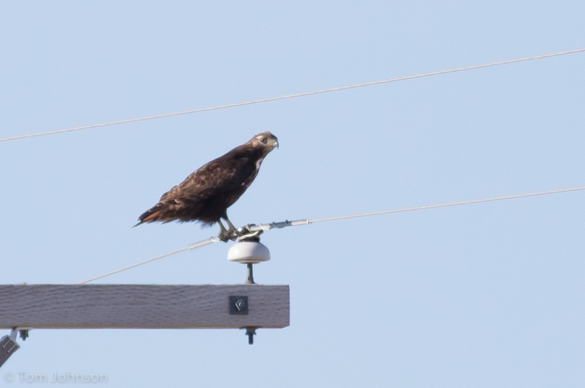 Red-tailed Hawk (Harlan's) - ML151704651