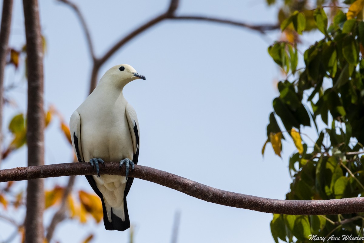Pied Imperial-Pigeon - Mary Ann Wheeler