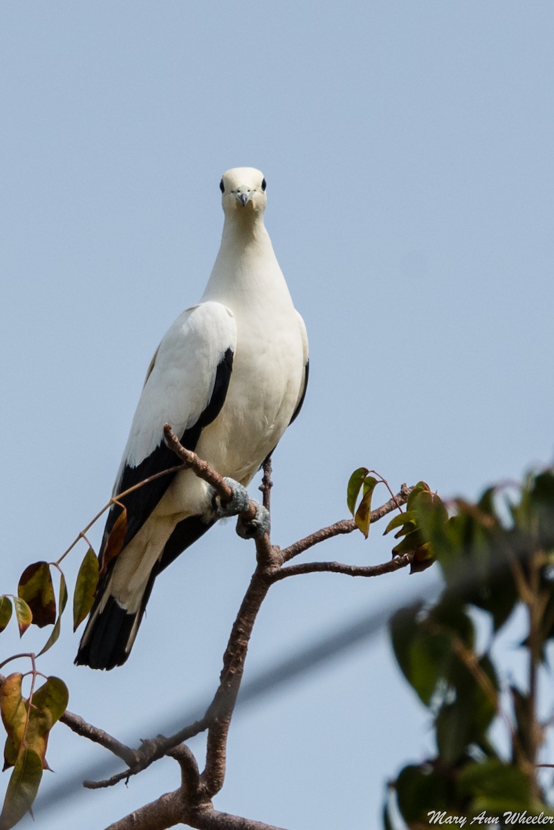 Pied Imperial-Pigeon - ML151705051