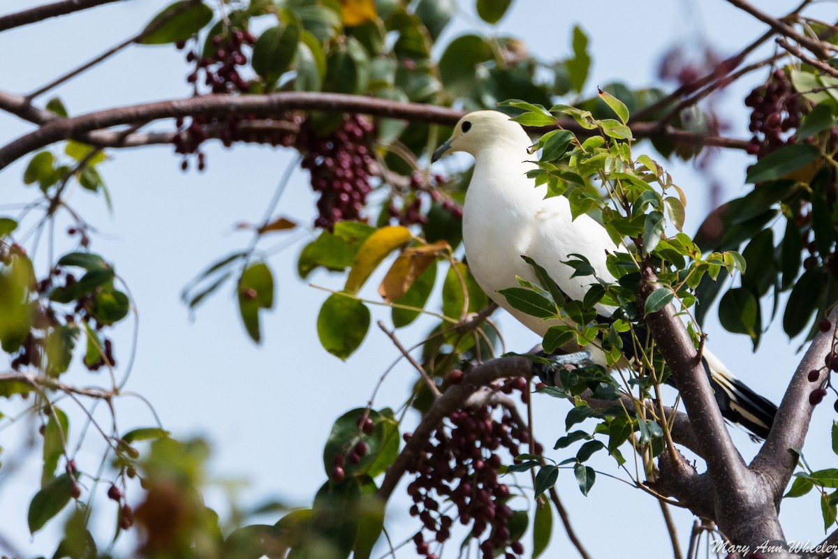 Pied Imperial-Pigeon - ML151705081