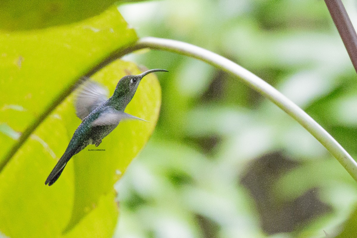 kolibřík fialkový - ML151705401