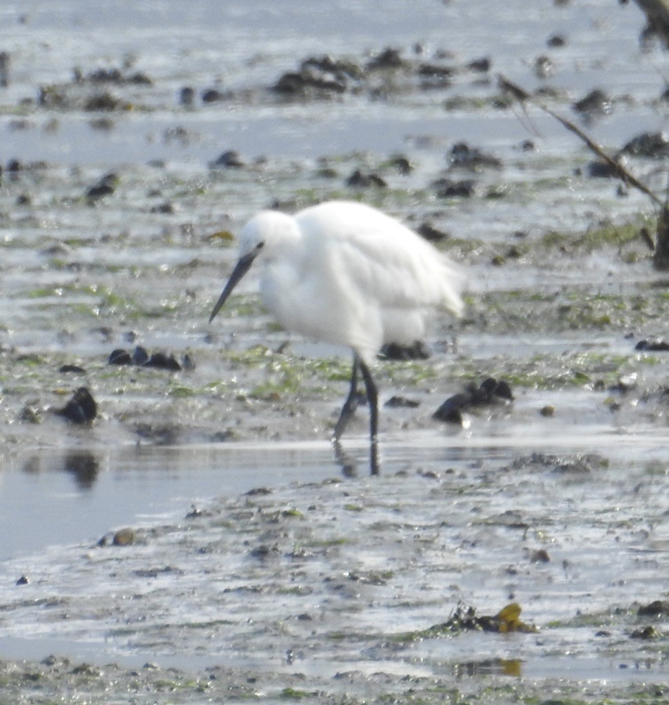 Little Egret - Mike Coulson