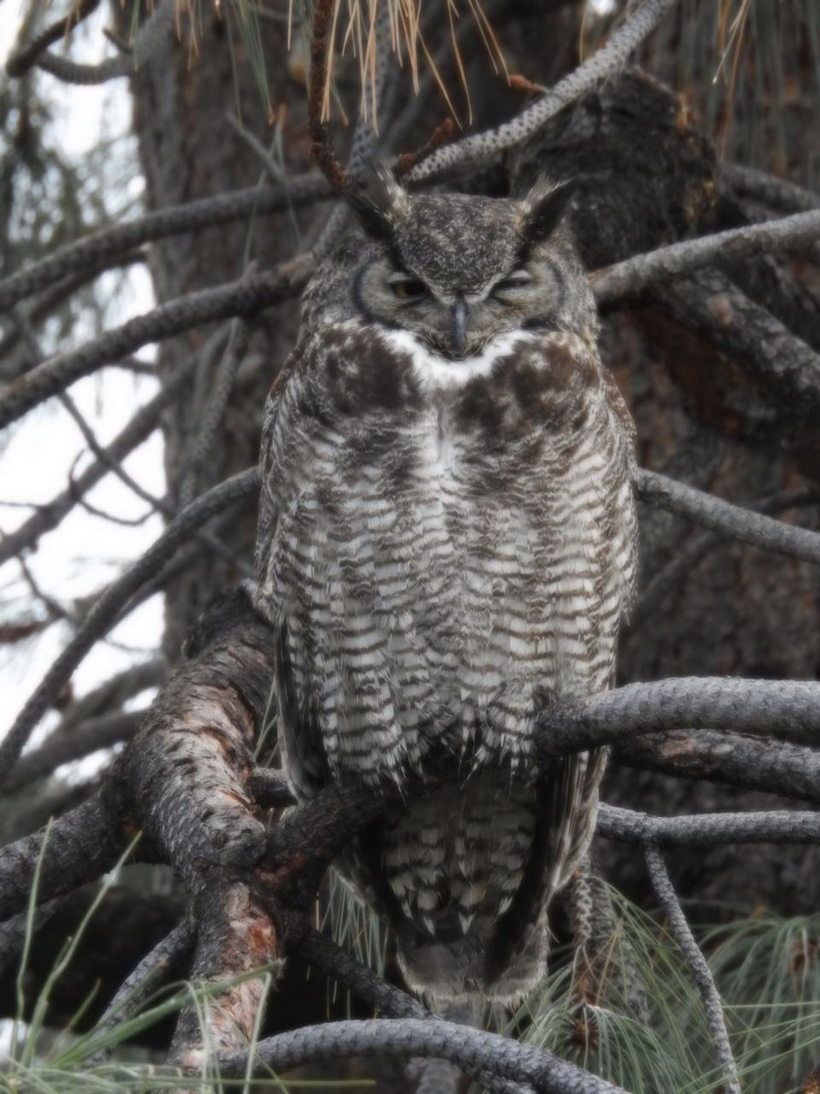 Great Horned Owl - ML151706811