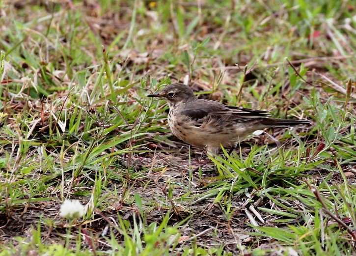 American Pipit - Dennis Cooke