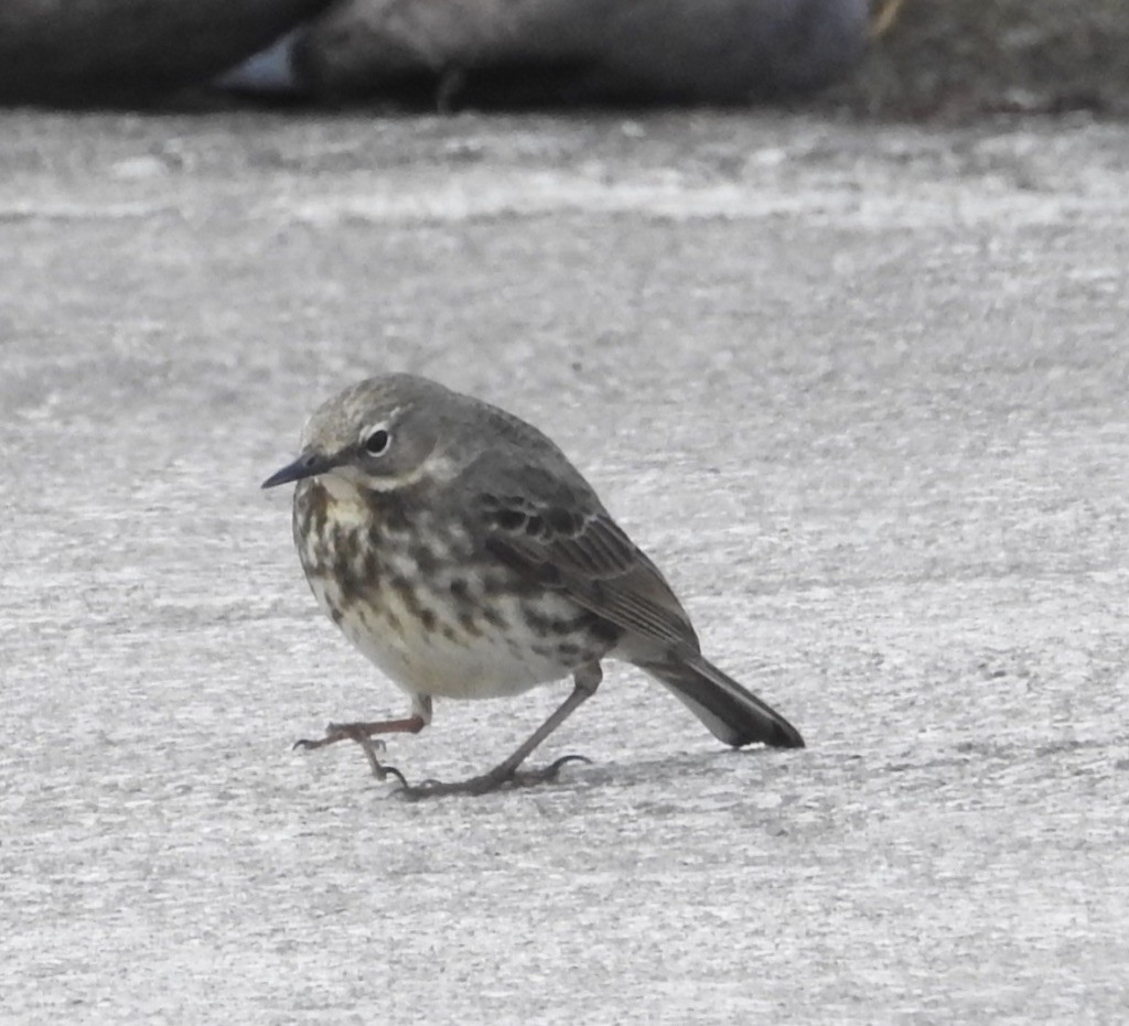 Rock Pipit - Mike Coulson