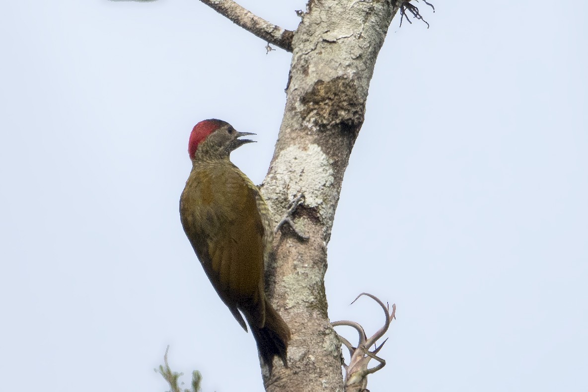 Golden-olive Woodpecker - Bradley Hacker 🦜