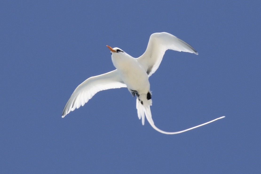 White-tailed Tropicbird - ML151709341