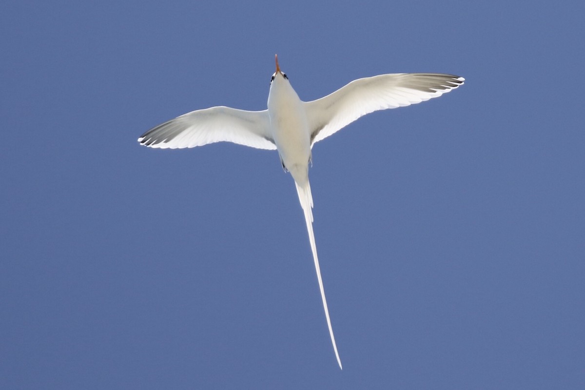 White-tailed Tropicbird - Arnold Skei