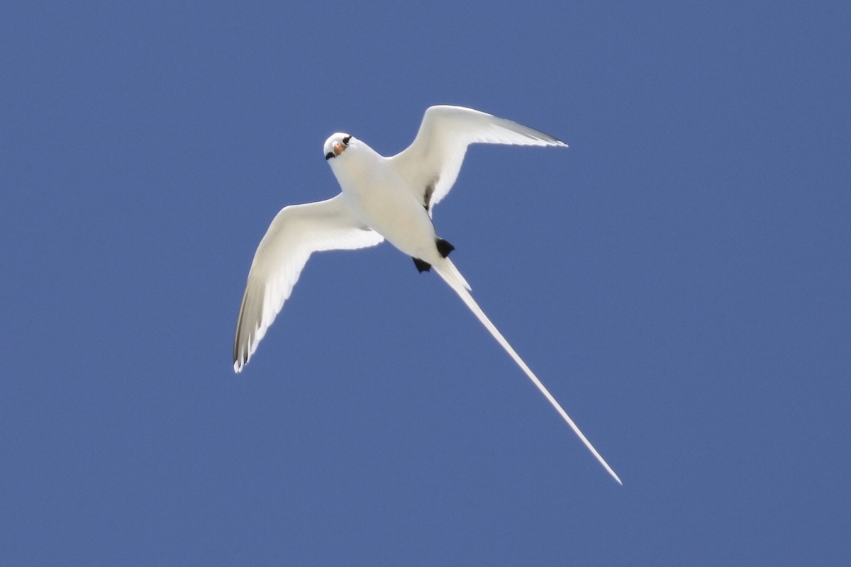 Weißschwanz-Tropikvogel - ML151709381
