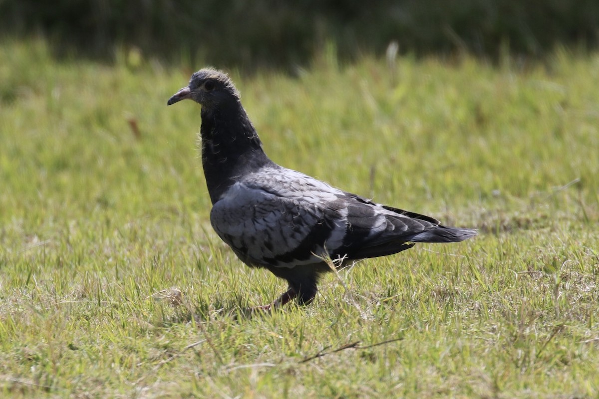 Rock Pigeon (Feral Pigeon) - Arnold Skei