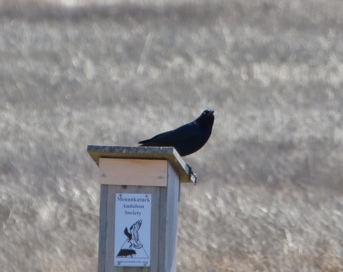 Boat-tailed Grackle - Larry Bausher
