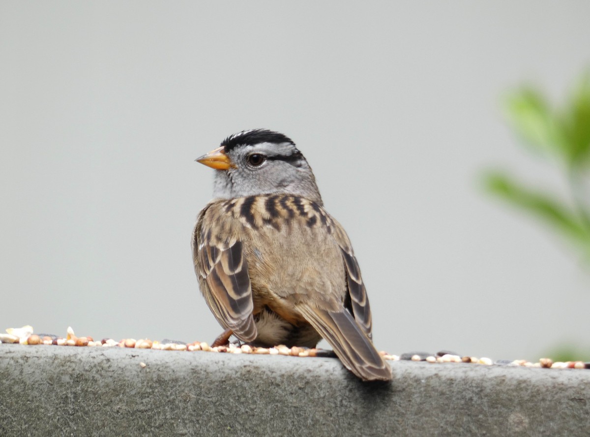 White-crowned Sparrow (Yellow-billed) - Hendrik Herlyn