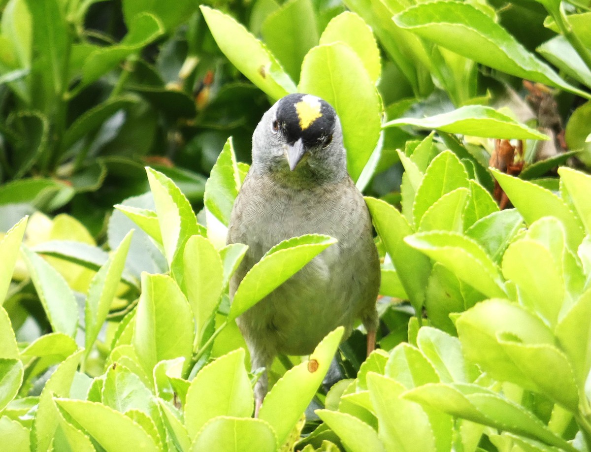 Golden-crowned Sparrow - Hendrik Herlyn