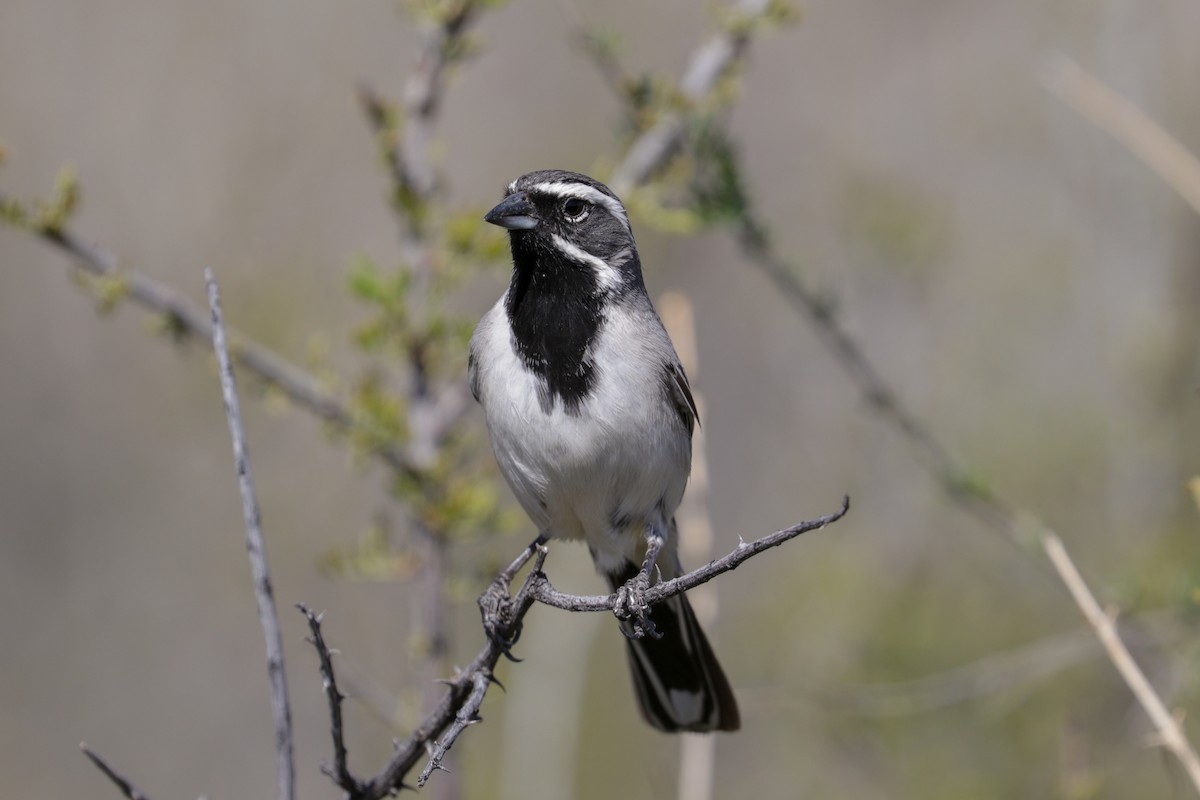 Black-throated Sparrow - Tommy Pedersen