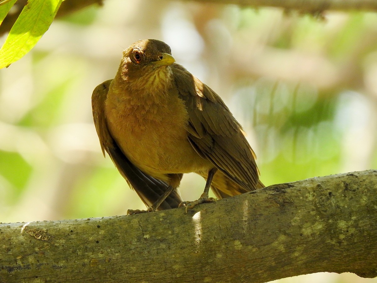 Clay-colored Thrush - Helen Baines