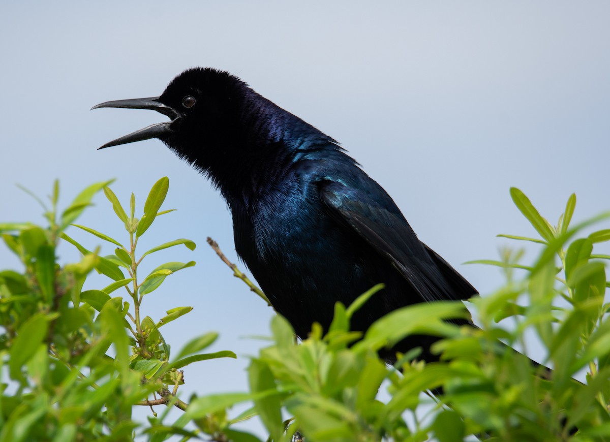 Boat-tailed Grackle - ML151711641