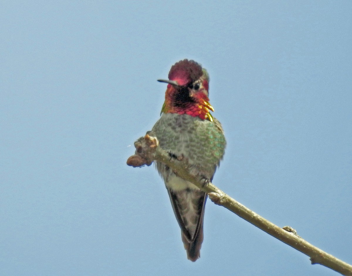 Anna's Hummingbird - ML151712081