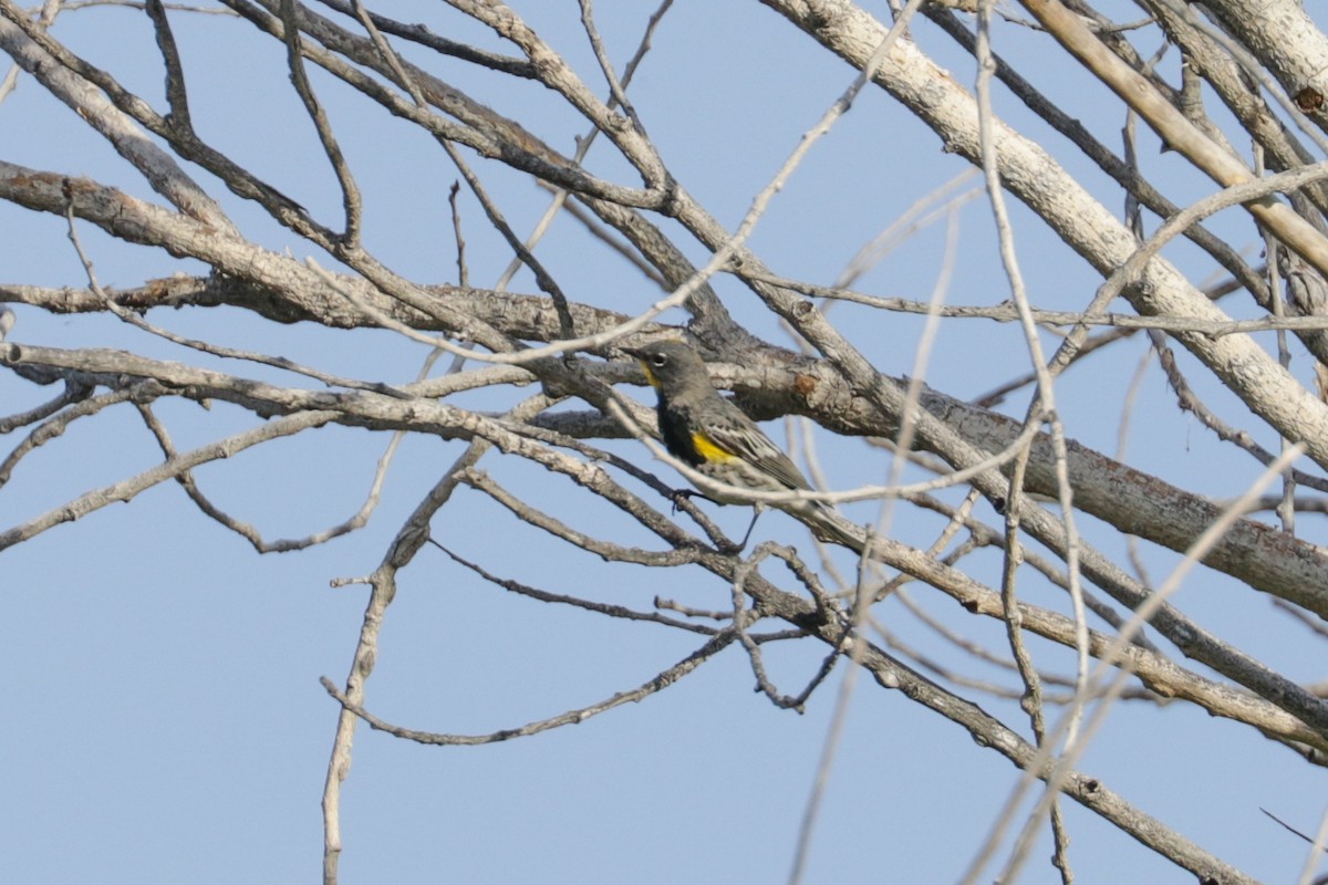 Yellow-rumped Warbler (Audubon's) - ML151715991