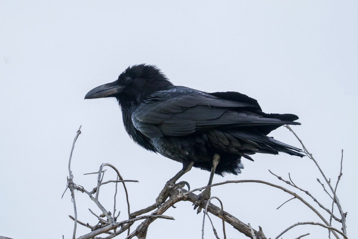 Common Raven - Tommy Pedersen