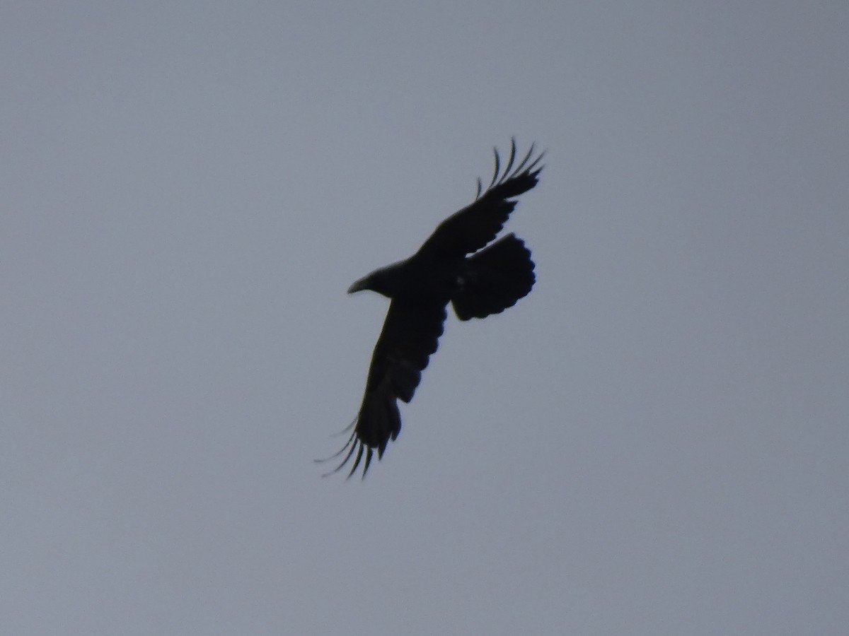 Common Raven - Cathi Bower