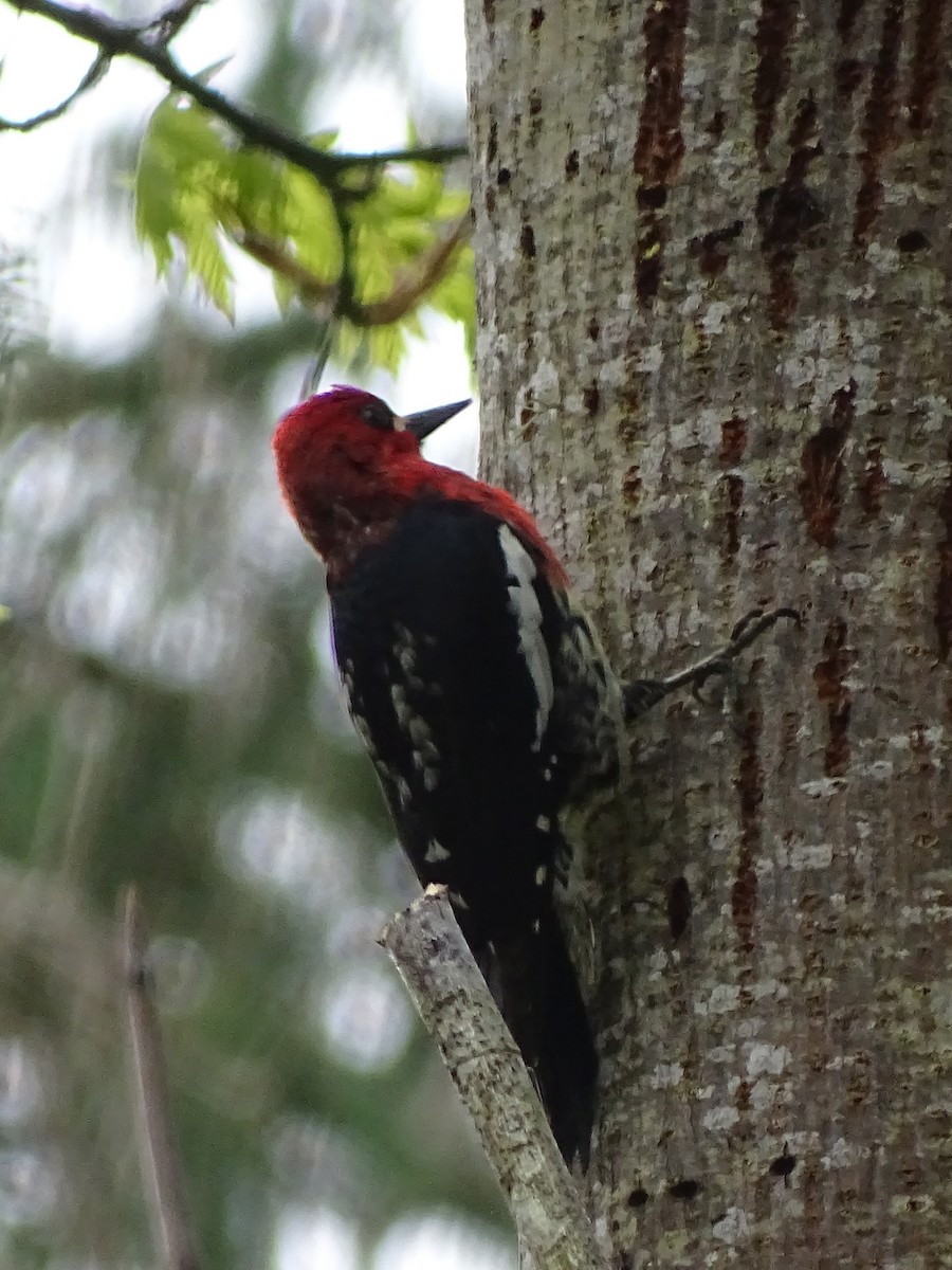 Red-breasted Sapsucker - Cathi Bower