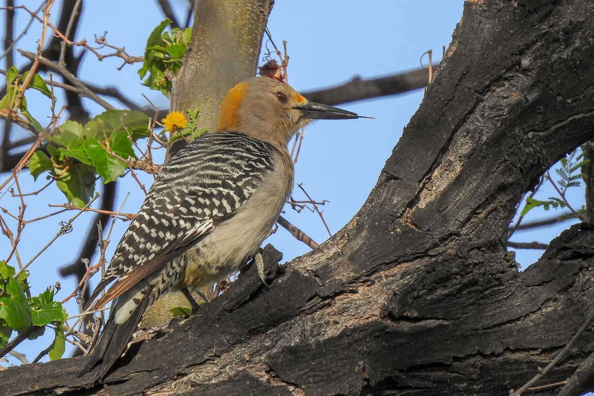 Golden-fronted Woodpecker (Northern) - Tommy Pedersen