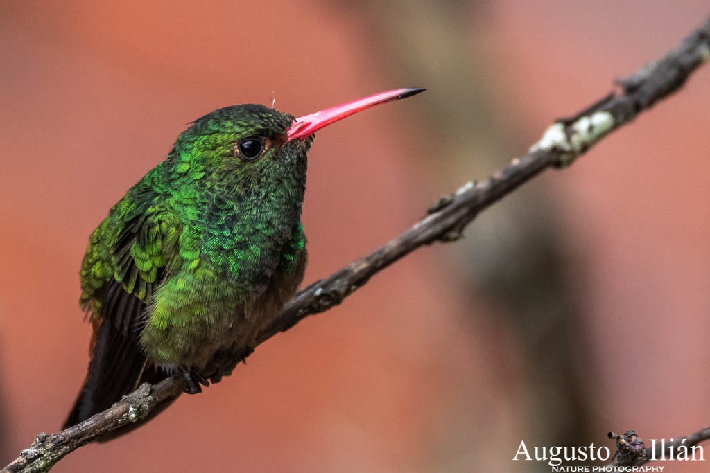 Rufous-tailed Hummingbird (Rufous-tailed) - Augusto Ilian