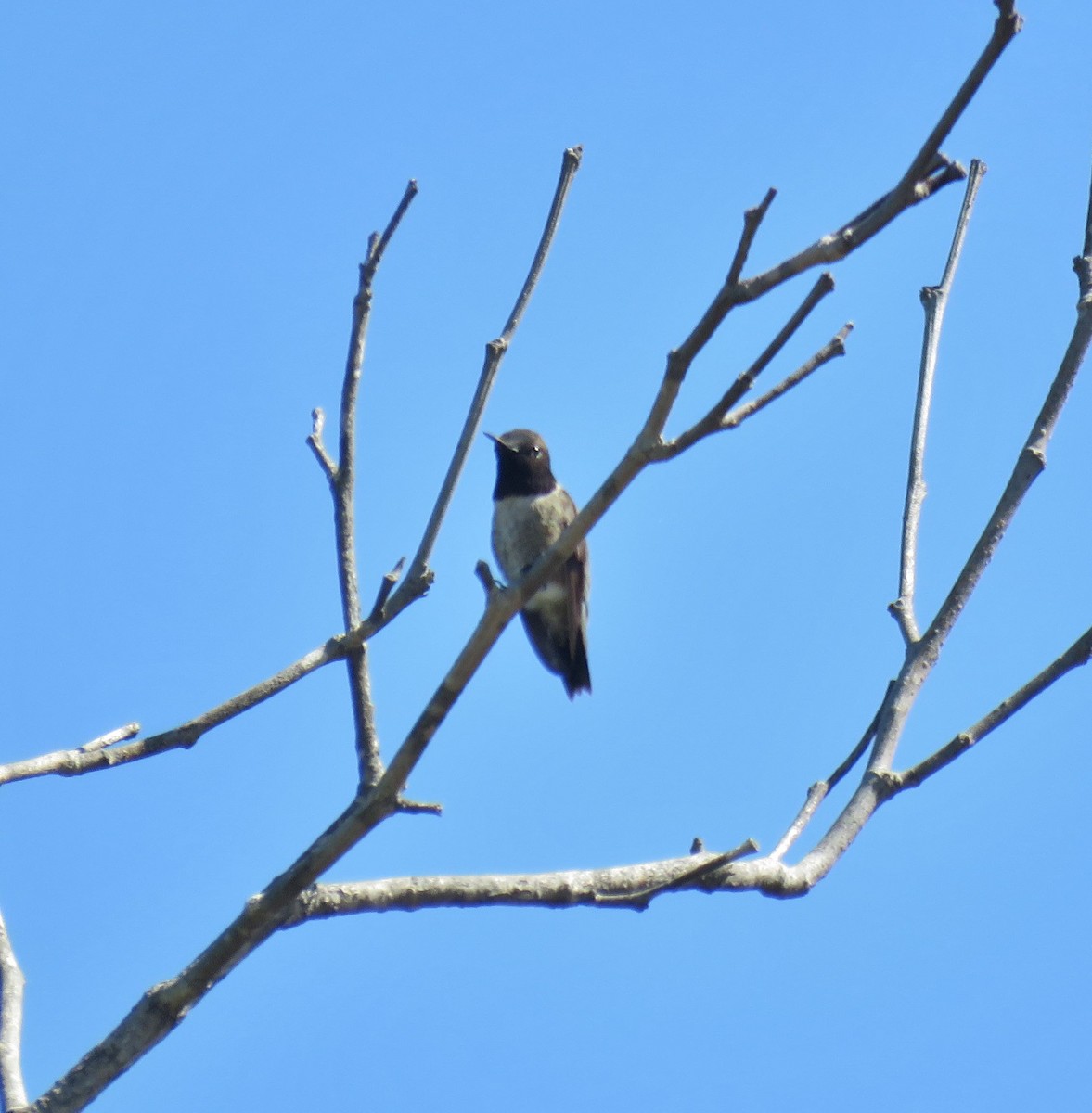 Black-chinned Hummingbird - ML151719831
