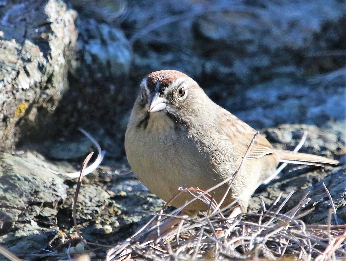 Rufous-crowned Sparrow - Ann Vaughan