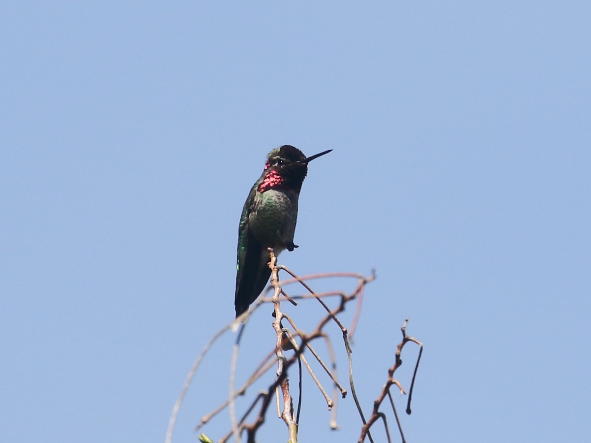 Anna's Hummingbird - ML151720461