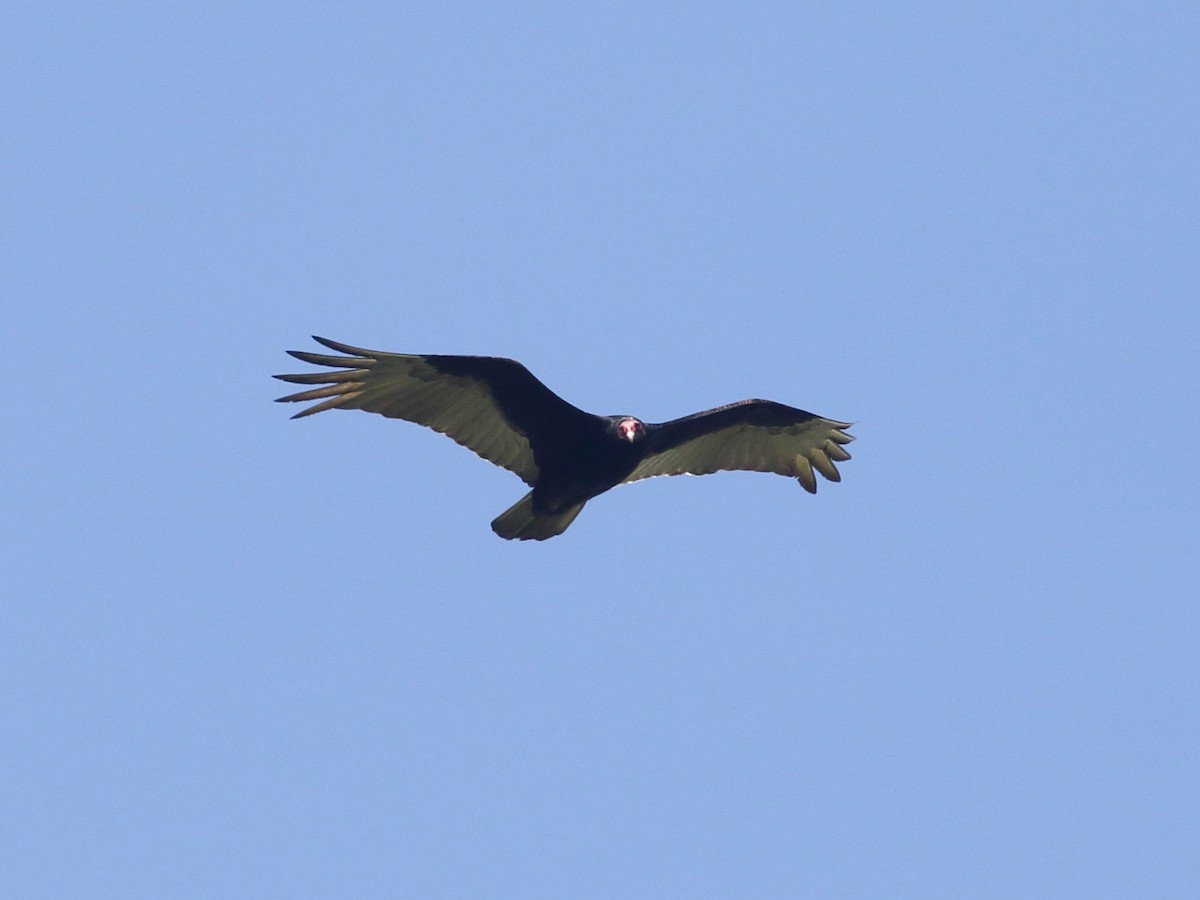 Turkey Vulture - ML151720561
