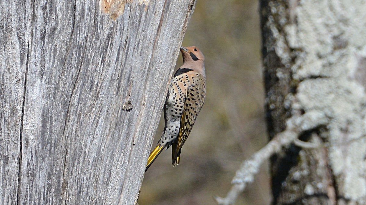 Northern Flicker (Yellow-shafted) - Carl Winstead