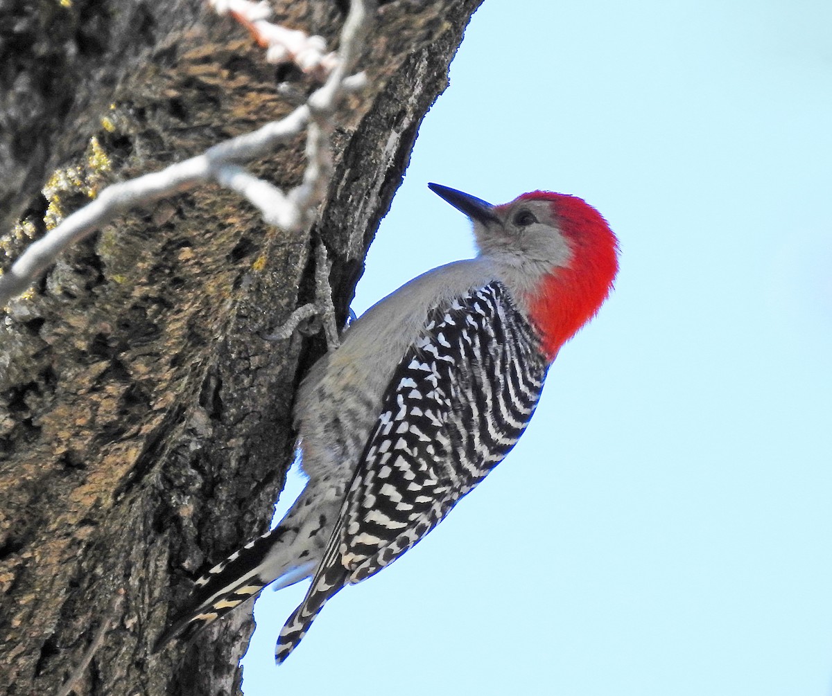 Red-bellied Woodpecker - td birder