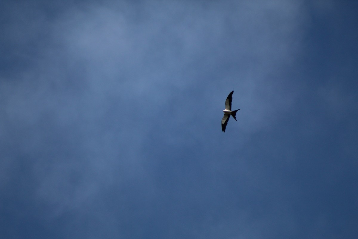 Swallow-tailed Kite - Joanne Panek