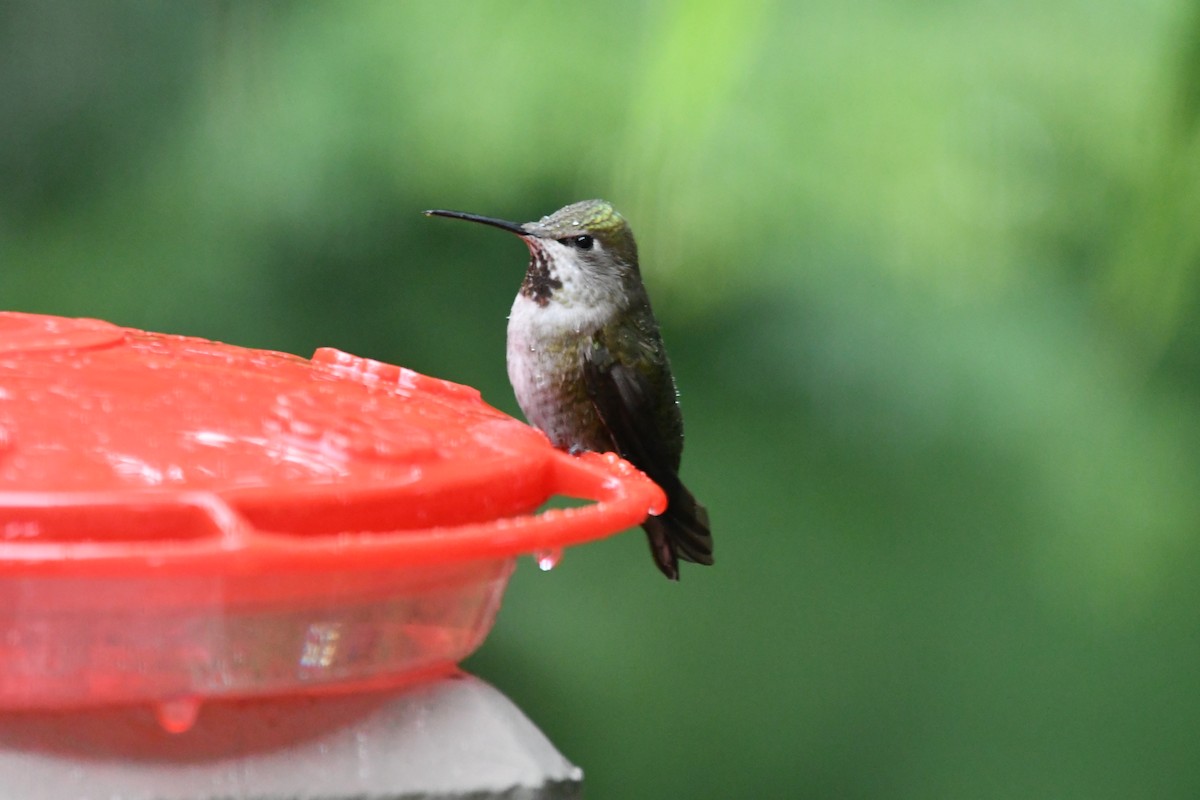 Anna's Hummingbird - ML151725551