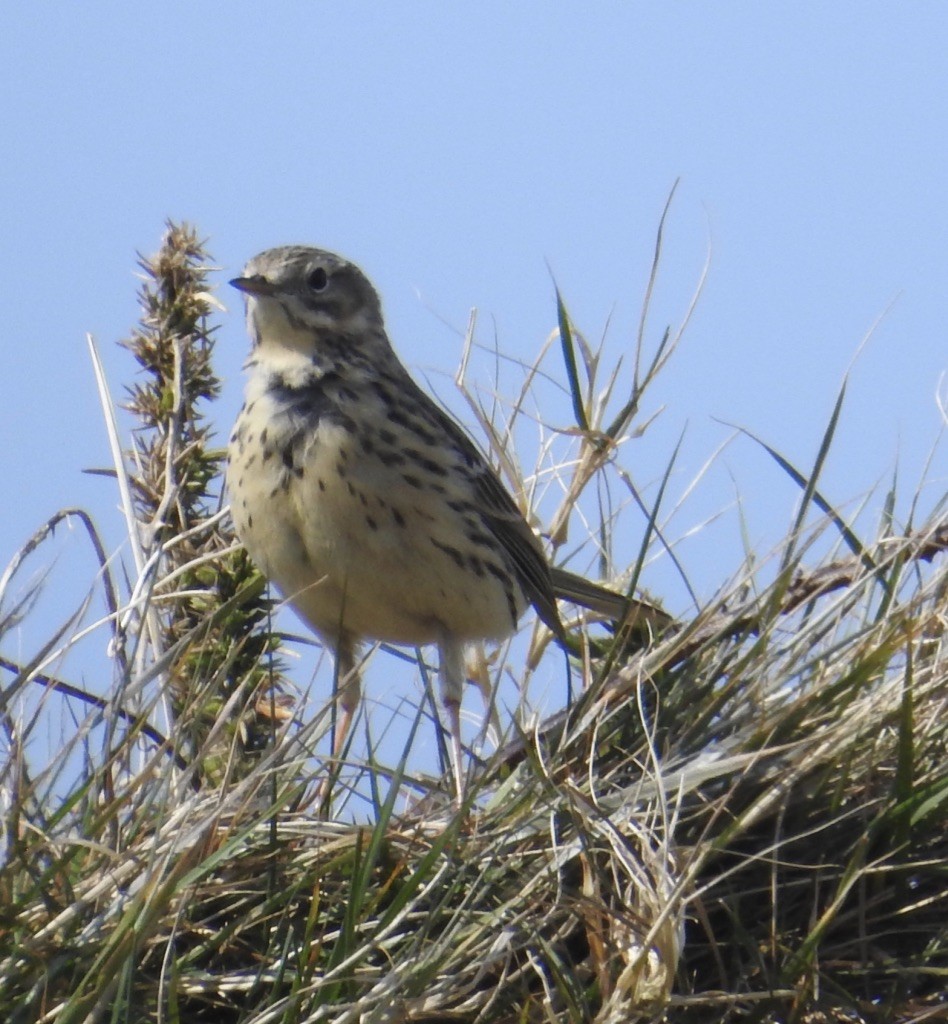 Meadow Pipit - ML151725581