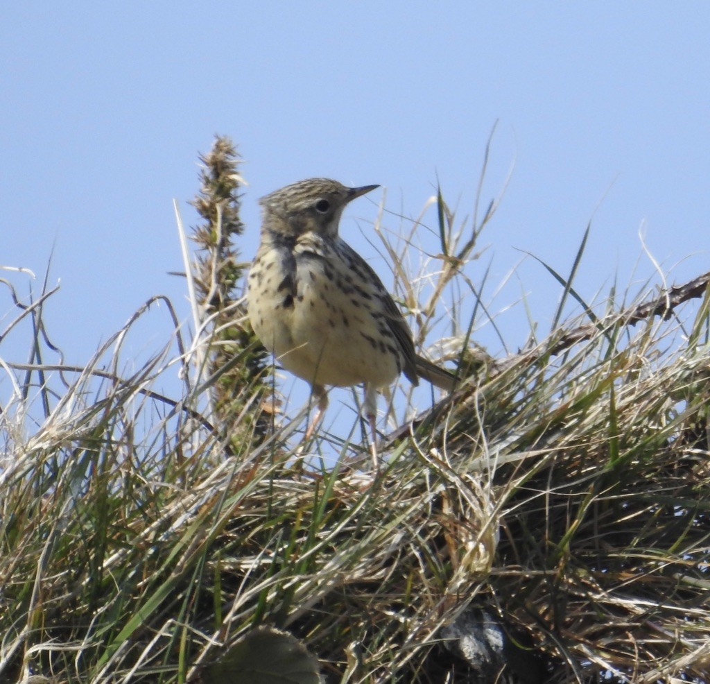 Meadow Pipit - ML151725611