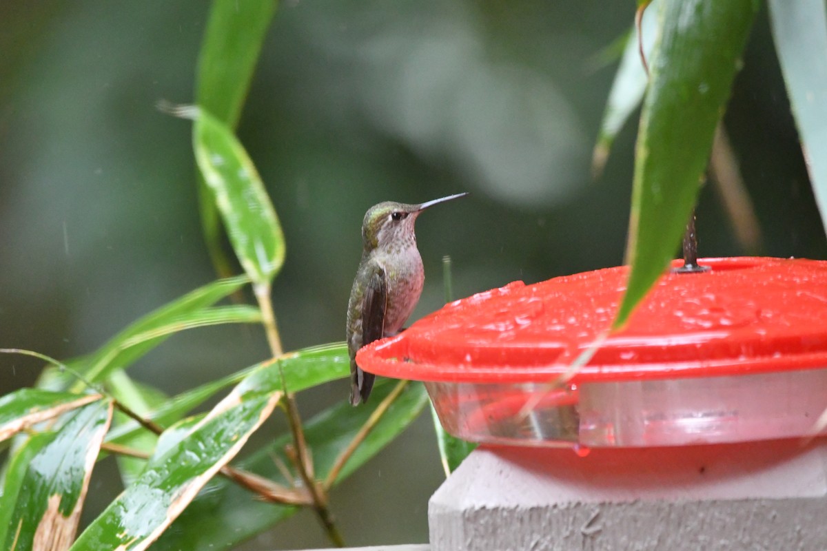 Anna's Hummingbird - ML151725621