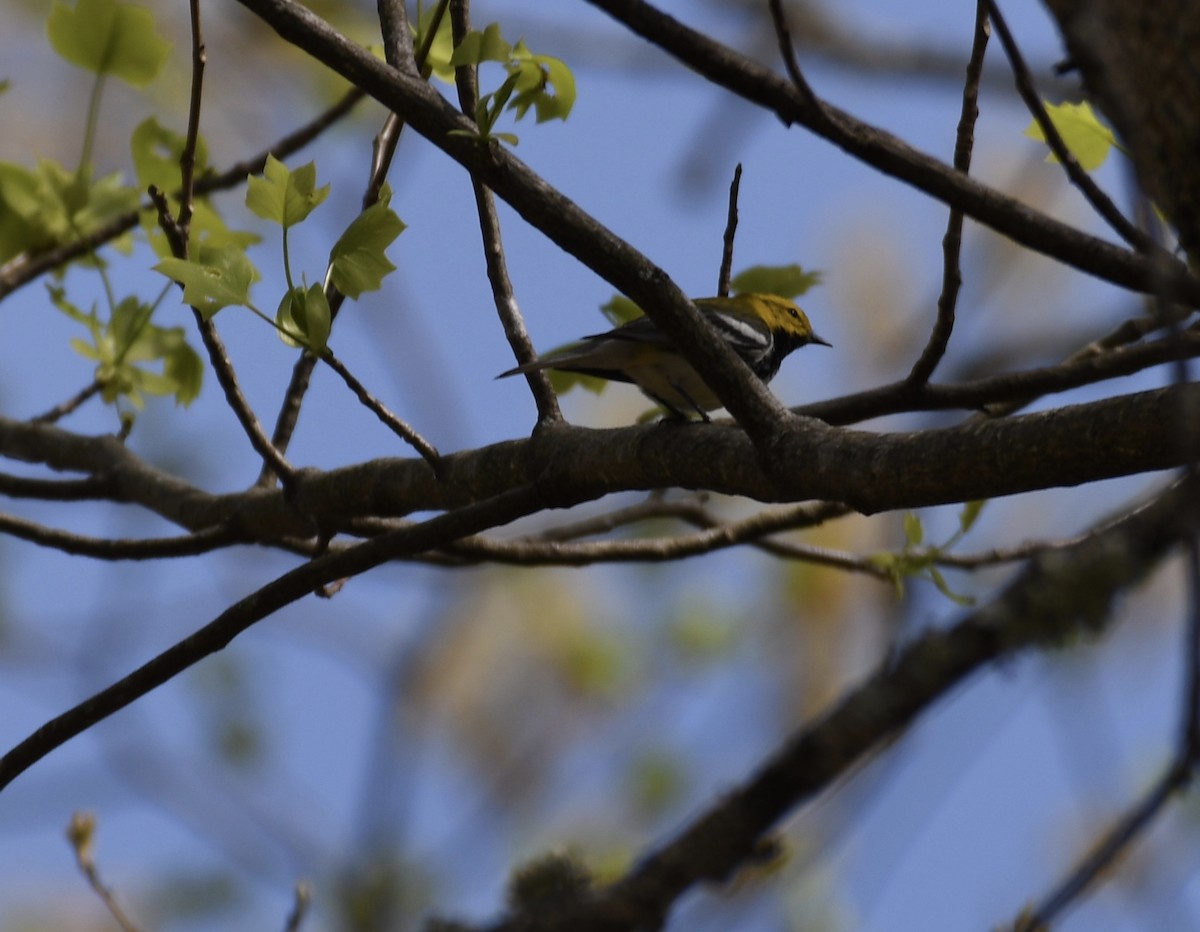 Black-throated Green Warbler - Suzanne Zuckerman