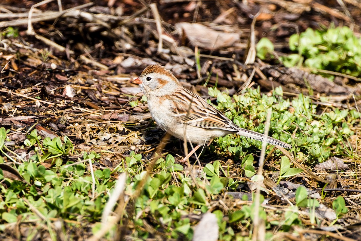 Field Sparrow - ML151727451